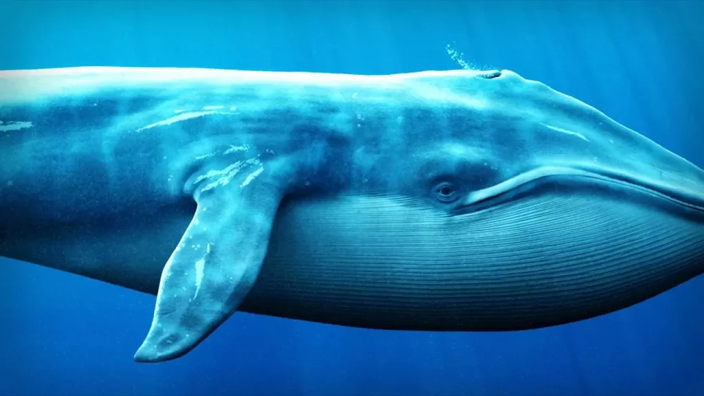 نهنگی حدود ۸ میلیون دلار آلت‌کوین را در صرافی بایننس خریداری و سپس به کیف‌پول خود منتقل کرد