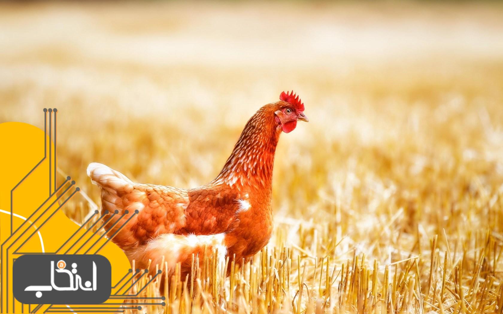 تعاونی کشاورزی ایالت آرکانزاس بلاک چین را برای حمل و نقل محموله های مرغ آزمایش کرد
