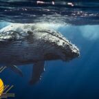 نهنگ‌های اتریوم در حال انباشت یک توکن ناشناس هستند