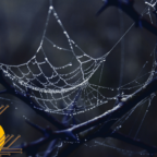 دارک وب (Dark Web) چیست؟